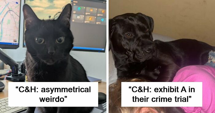 48 Weird Pets That Got Absolutely Roasted Online And Deserved Every Word