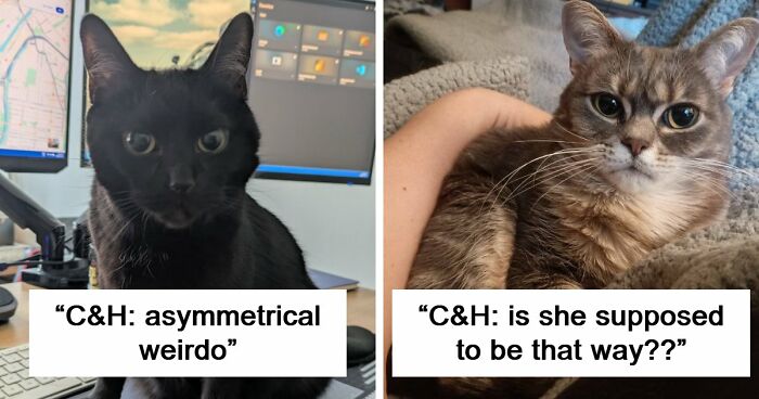 48 Weird Pets That Got Absolutely Roasted Online And Deserved Every Word