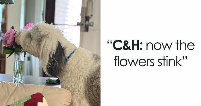48 Weird Pets That Got Absolutely Roasted Online And Deserved Every Word