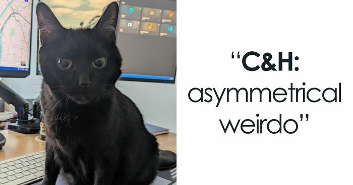 48 Weird Pets That Got Absolutely Roasted Online And Deserved Every Word