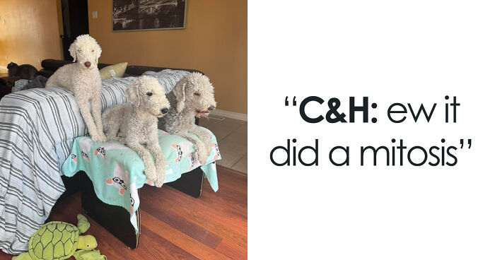 48 Weird Pets That Got Absolutely Roasted Online And Deserved Every Word