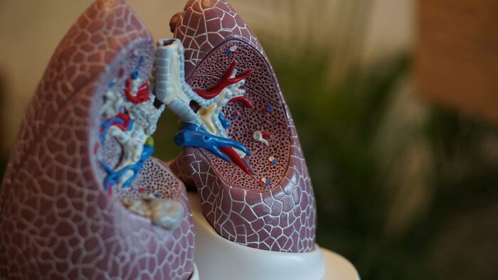 Close-up of a scientific facts lung model, revealing intricate anatomical details in red, blue, and white.