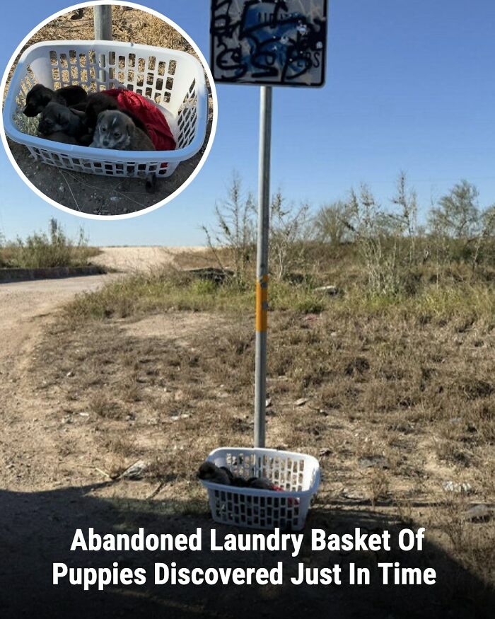 These Rescue Animal Stories From This Facebook Page Are Breaking Hearts And Restoring Faith In Humanity (31 Stories)