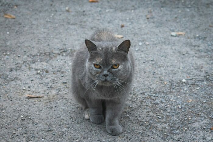 A gray cat with intense orange eyes stares forward on a gravel path, showcasing a scientific fact about animal behavior.