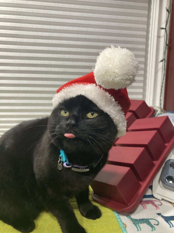 santa_kohl_blep-69fa63ba2f8b1.jpg