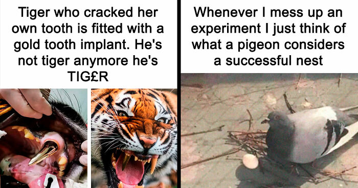 If Nothing Brings You Joy Anymore, Try These 75 Funny And Wholesome Animal Memes