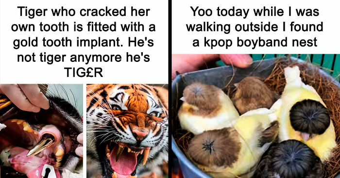 If Nothing Brings You Joy Anymore, Try These 75 Funny And Wholesome Animal Memes