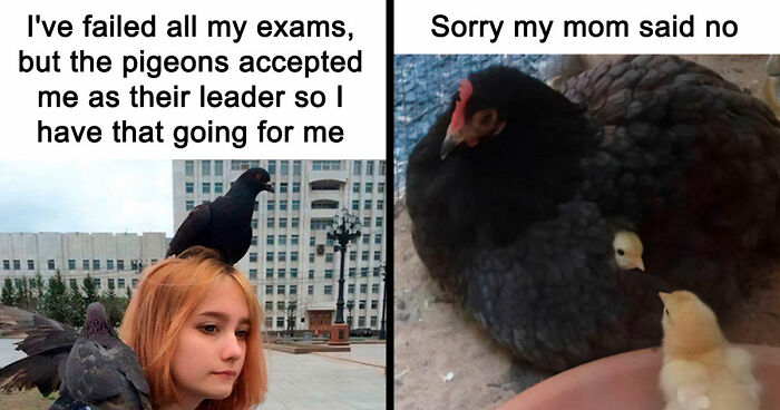 If Nothing Brings You Joy Anymore, Try These 75 Funny And Wholesome Animal Memes