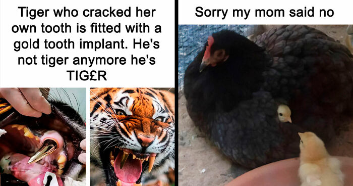 If Nothing Brings You Joy Anymore, Try These 75 Funny And Wholesome Animal Memes
