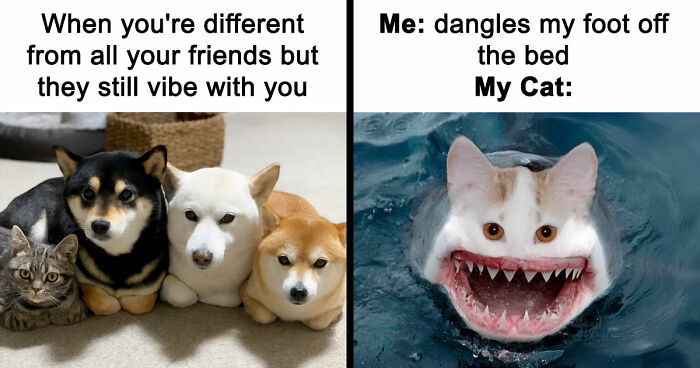 If Nothing Brings You Joy Anymore, Try These 75 Funny And Wholesome Animal Memes