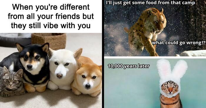 If Nothing Brings You Joy Anymore, Try These 75 Funny And Wholesome Animal Memes