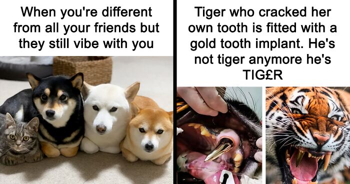 If Nothing Brings You Joy Anymore, Try These 75 Funny And Wholesome Animal Memes