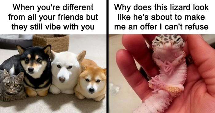 If Nothing Brings You Joy Anymore, Try These 75 Funny And Wholesome Animal Memes