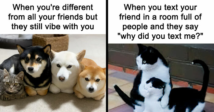If Nothing Brings You Joy Anymore, Try These 75 Funny And Wholesome Animal Memes