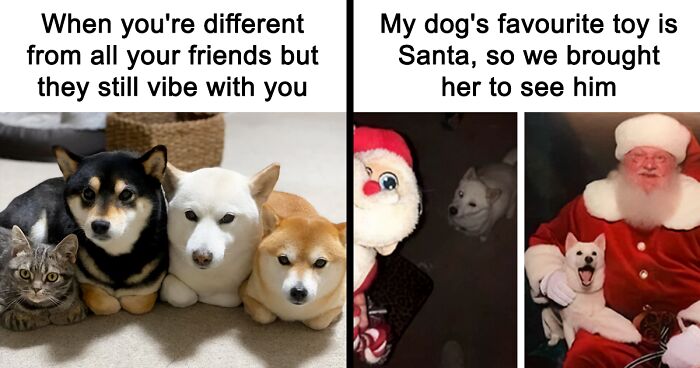If Nothing Brings You Joy Anymore, Try These 75 Funny And Wholesome Animal Memes