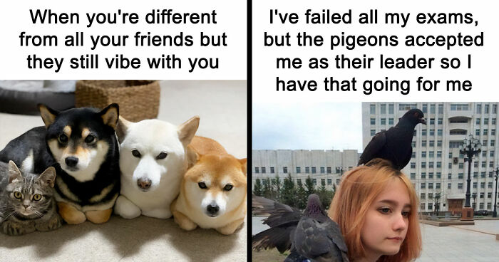 If Nothing Brings You Joy Anymore, Try These 75 Funny And Wholesome Animal Memes