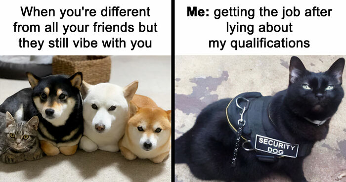If Nothing Brings You Joy Anymore, Try These 75 Funny And Wholesome Animal Memes