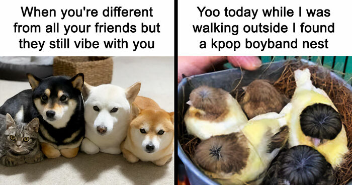 If Nothing Brings You Joy Anymore, Try These 75 Funny And Wholesome Animal Memes