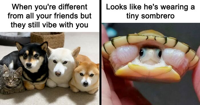 If Nothing Brings You Joy Anymore, Try These 75 Funny And Wholesome Animal Memes