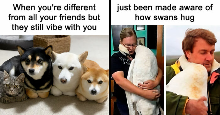 If Nothing Brings You Joy Anymore, Try These 75 Funny And Wholesome Animal Memes