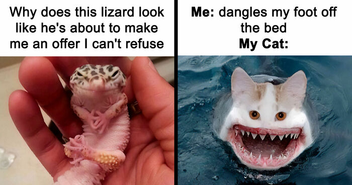 If Nothing Brings You Joy Anymore, Try These 75 Funny And Wholesome Animal Memes