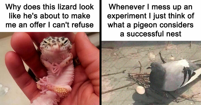 If Nothing Brings You Joy Anymore, Try These 75 Funny And Wholesome Animal Memes