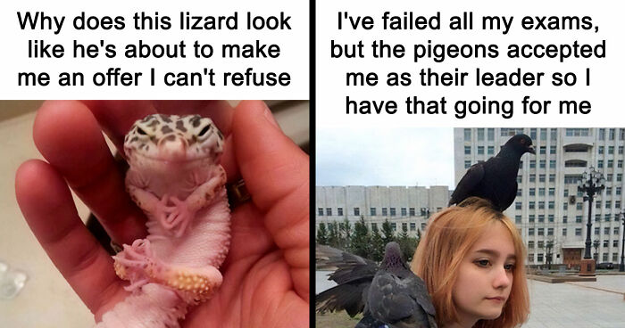 If Nothing Brings You Joy Anymore, Try These 75 Funny And Wholesome Animal Memes