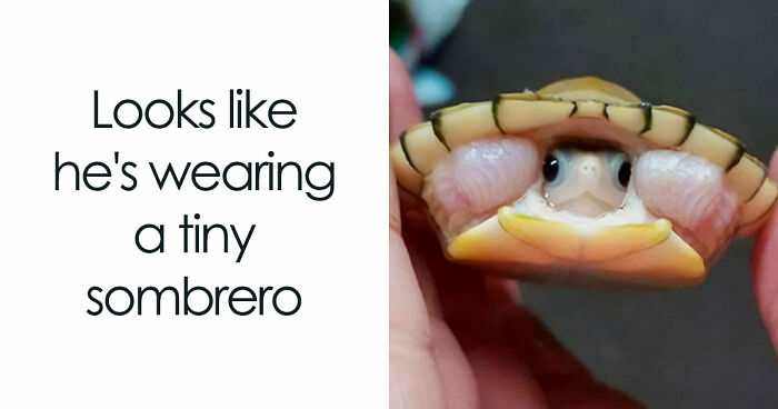 If Nothing Brings You Joy Anymore, Try These 75 Funny And Wholesome Animal Memes
