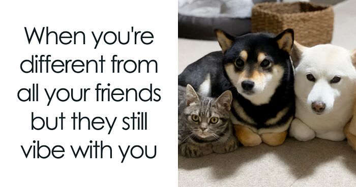 If Nothing Brings You Joy Anymore, Try These 75 Funny And Wholesome Animal Memes