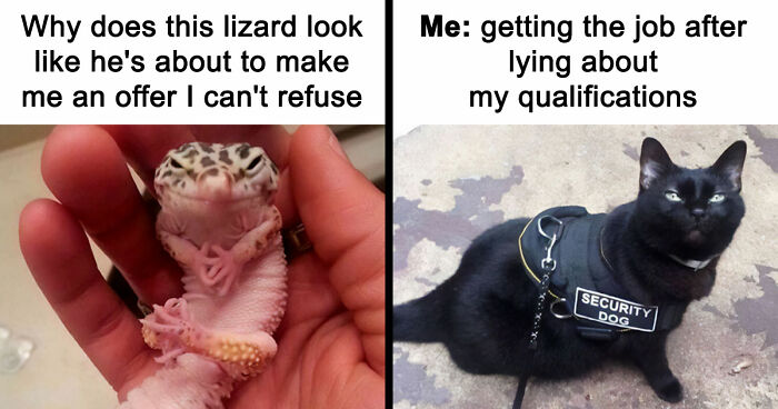If Nothing Brings You Joy Anymore, Try These 75 Funny And Wholesome Animal Memes