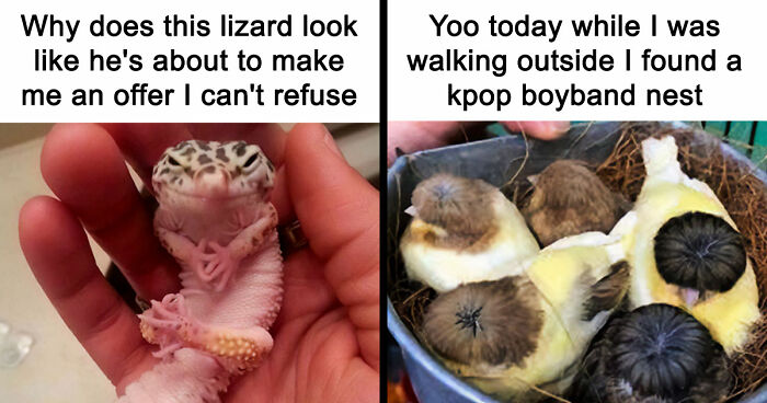 If Nothing Brings You Joy Anymore, Try These 75 Funny And Wholesome Animal Memes