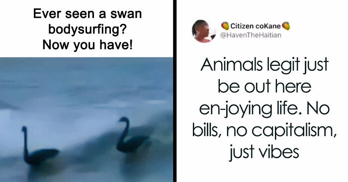 If Nothing Brings You Joy Anymore, Try These 75 Funny And Wholesome Animal Memes