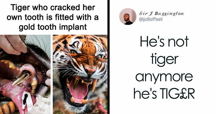 If Nothing Brings You Joy Anymore, Try These 75 Funny And Wholesome Animal Memes