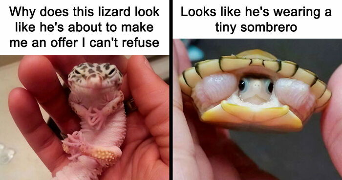 If Nothing Brings You Joy Anymore, Try These 75 Funny And Wholesome Animal Memes