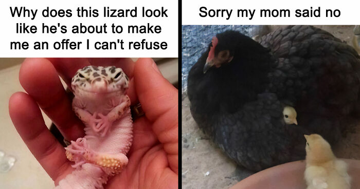 If Nothing Brings You Joy Anymore, Try These 75 Funny And Wholesome Animal Memes