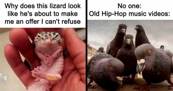 If Nothing Brings You Joy Anymore, Try These 75 Funny And Wholesome Animal Memes
