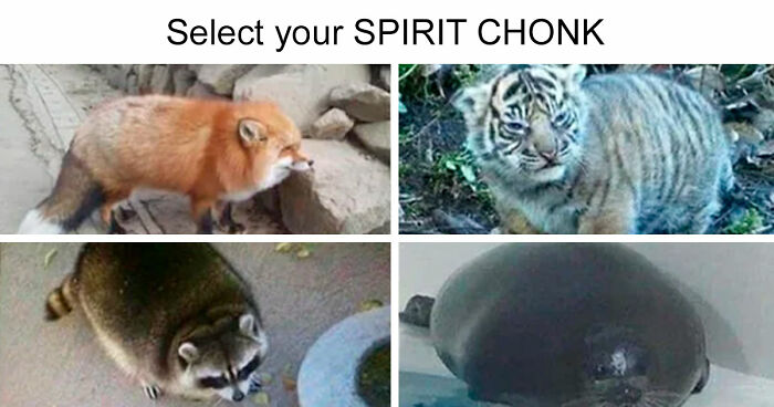 If Nothing Brings You Joy Anymore, Try These 75 Funny And Wholesome Animal Memes