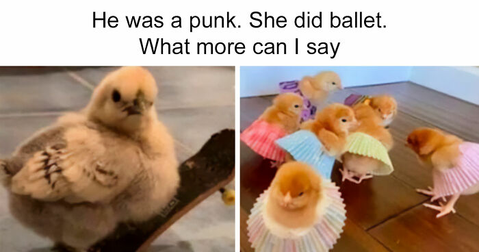 If Nothing Brings You Joy Anymore, Try These 75 Funny And Wholesome Animal Memes