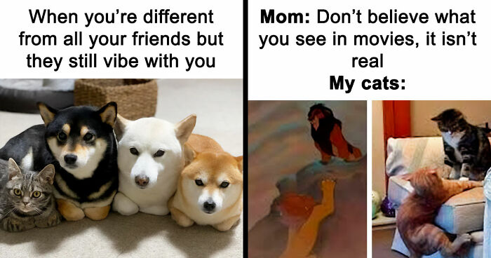 If Nothing Brings You Joy Anymore, Try These 75 Funny And Wholesome Animal Memes