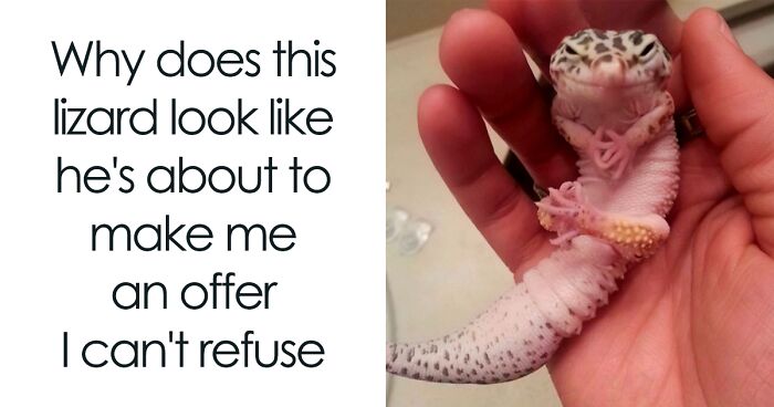 If Nothing Brings You Joy Anymore, Try These 75 Funny And Wholesome Animal Memes