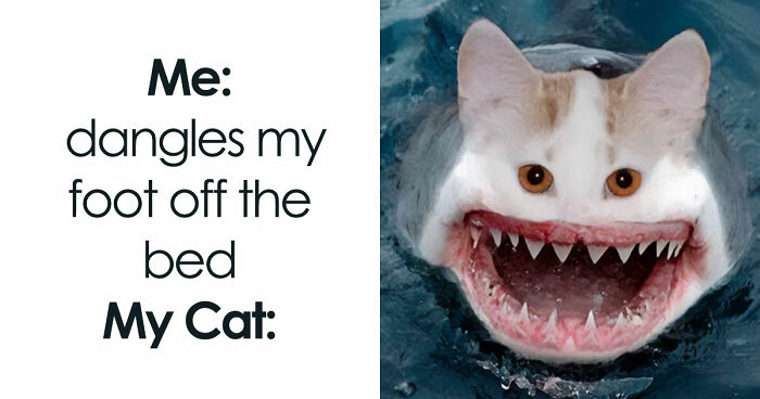 If Nothing Brings You Joy Anymore, Try These 75 Funny And Wholesome Animal Memes