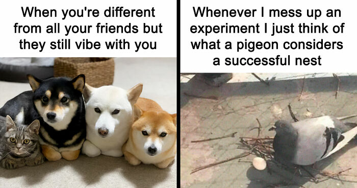 If Nothing Brings You Joy Anymore, Try These 75 Funny And Wholesome Animal Memes