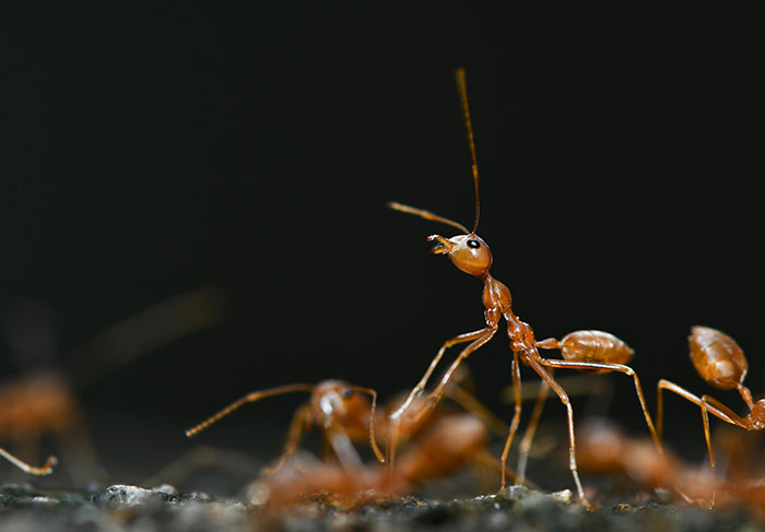 Close-up of ants interacting, highlighting freaky scientific facts about insects