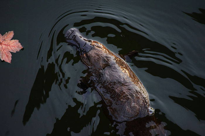 Platypus swimming in water illustrating freaky scientific facts about animals