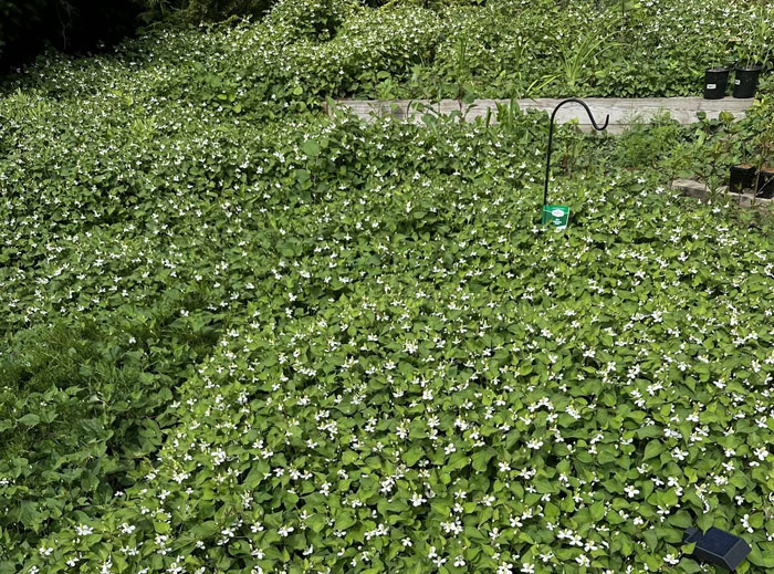 Dense green foliage with white flowers showing freaky scientific facts about plants