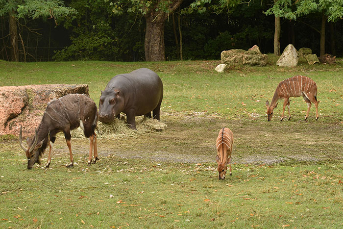 Freaky scientific facts showing various wild animals including a hippo and deer-like creatures