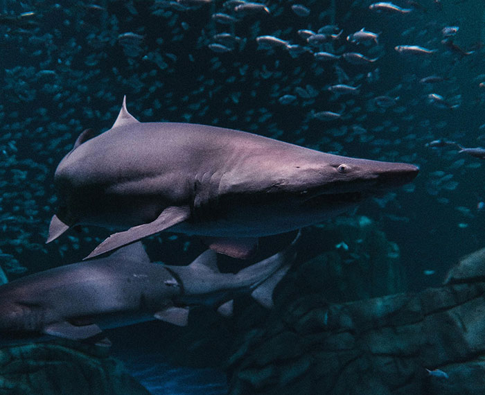 Large shark swimming with smaller fish illustrating freaky scientific animal facts