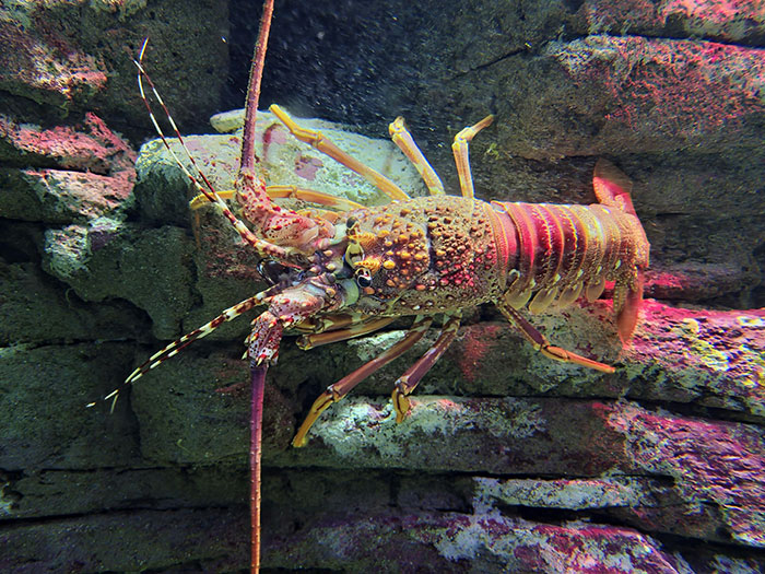 Colorful lobster underwater marine scientific facts