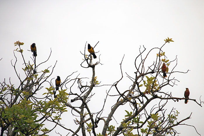 Birds perched on leafless branches wildlife scientific facts