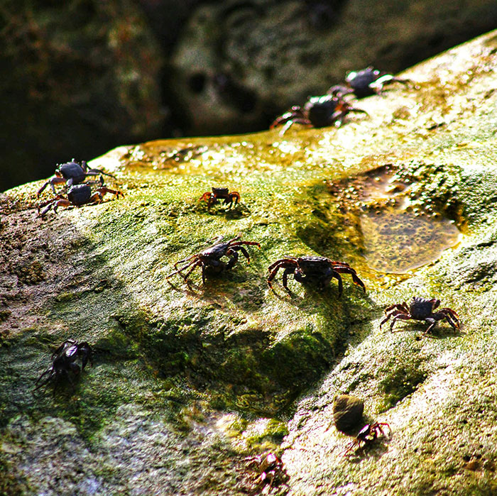 Crabs on mossy rock nature scientific facts